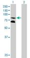 Cytoplasmic polyadenylation element-binding protein 3 antibody, H00022849-B01P, Novus Biologicals, Western Blot image 