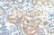 Dihydrolipoamide S-Acetyltransferase antibody, 29-681, ProSci, Immunohistochemistry frozen image 