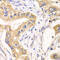 Hydroxyacylglutathione Hydrolase antibody, LS-C334831, Lifespan Biosciences, Immunohistochemistry paraffin image 