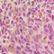 SMAD Family Member 1 antibody, LS-C352485, Lifespan Biosciences, Immunohistochemistry frozen image 