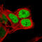 Nanog Homeobox antibody, AMAb91393, Atlas Antibodies, Immunocytochemistry image 