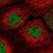 R3H Domain Containing 2 antibody, PA5-58347, Invitrogen Antibodies, Immunofluorescence image 