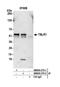 Transducin Beta Like 1 X-Linked Receptor 1 antibody, NB600-270, Novus Biologicals, Western Blot image 