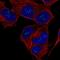 Fibroblast Growth Factor 14 antibody, HPA049828, Atlas Antibodies, Immunofluorescence image 