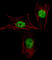 Mesenchyme Homeobox 2 antibody, abx030261, Abbexa, Western Blot image 