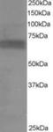 Ribosomal Protein S6 Kinase B1 antibody, LS-B4439, Lifespan Biosciences, Western Blot image 