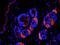 Rac GTPase-activating protein 1 antibody, orb338839, Biorbyt, Immunocytochemistry image 