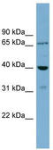 Core histone macro-H2A.2 antibody, TA344843, Origene, Western Blot image 