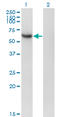 Recombination Signal Binding Protein For Immunoglobulin Kappa J Region antibody, LS-C197505, Lifespan Biosciences, Western Blot image 