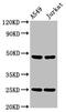 Leukocyte immunoglobulin-like receptor subfamily A member 3 antibody, CSB-PA836677LA01HU, Cusabio, Western Blot image 