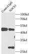 Suppressor Of Cytokine Signaling 3 antibody, FNab08100, FineTest, Immunoprecipitation image 