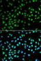 BCL2 antibody, LS-C330836, Lifespan Biosciences, Immunofluorescence image 