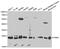 Proteasome Subunit Beta 1 antibody, MBS2525187, MyBioSource, Western Blot image 