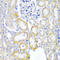 hUpf2 antibody, LS-C346222, Lifespan Biosciences, Immunohistochemistry paraffin image 