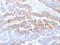 Cadherin 1 antibody, AE00110, Aeonian Biotech, Immunohistochemistry paraffin image 