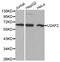 U2 Small Nuclear RNA Auxiliary Factor 2 antibody, abx004680, Abbexa, Western Blot image 
