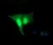 Replication factor C subunit 4 antibody, NBP2-45946, Novus Biologicals, Immunofluorescence image 