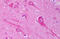 AHSA1 antibody, MBS246183, MyBioSource, Immunohistochemistry frozen image 