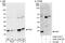 Peptidylprolyl Cis/Trans Isomerase, NIMA-Interacting 1 antibody, A302-316A, Bethyl Labs, Immunoprecipitation image 