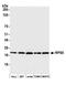Ribosomal Protein S5 antibody, A304-010A, Bethyl Labs, Western Blot image 