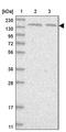 IARS antibody, PA5-56267, Invitrogen Antibodies, Western Blot image 