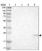 Membrane Spanning 4-Domains A7 antibody, PA5-53603, Invitrogen Antibodies, Western Blot image 
