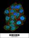 Putative Polycomb group protein ASXL1 antibody, 55-656, ProSci, Immunofluorescence image 
