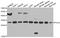 6-Phosphogluconolactonase antibody, MBS9128525, MyBioSource, Western Blot image 