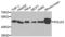 DNA polymerase delta subunit 3 antibody, LS-C346302, Lifespan Biosciences, Western Blot image 