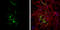 Glutamate-Ammonia Ligase antibody, GTX109121, GeneTex, Immunocytochemistry image 
