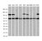 Zinc Finger And SCAN Domain Containing 18 antibody, M14039-1, Boster Biological Technology, Western Blot image 