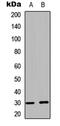 BCL2 Like 1 antibody, MBS8223308, MyBioSource, Western Blot image 