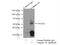 Caspase 10 antibody, 14311-1-AP, Proteintech Group, Immunoprecipitation image 