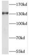 Protein transport protein Sec31A antibody, FNab07683, FineTest, Western Blot image 