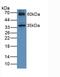 Hemojuvelin BMP Co-Receptor antibody, LS-C294455, Lifespan Biosciences, Western Blot image 