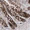 Mitochondrial Ribosomal Protein L45 antibody, HPA023385, Atlas Antibodies, Immunohistochemistry frozen image 