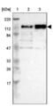 Centrosomal protein of 97 kDa antibody, NBP1-83591, Novus Biologicals, Western Blot image 