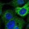 LCLT1 antibody, NBP1-89204, Novus Biologicals, Immunocytochemistry image 