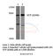 Valosin Containing Protein antibody, A00610-1, Boster Biological Technology, Western Blot image 