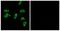 Prostaglandin E2 receptor EP3 subtype antibody, TA313294, Origene, Immunofluorescence image 