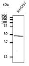 ATXN3 antibody, AB10089-200, Origene, Western Blot image 