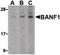 Barrier-to-autointegration factor antibody, orb86682, Biorbyt, Western Blot image 