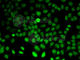 Hydroxyindole O-methyltransferase antibody, A6529, ABclonal Technology, Immunofluorescence image 