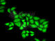 DNA Polymerase Epsilon 3, Accessory Subunit antibody, A6469, ABclonal Technology, Immunofluorescence image 