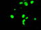 Aryl hydrocarbon receptor nuclear translocator antibody, TA501148, Origene, Immunofluorescence image 