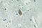 Potassium Calcium-Activated Channel Subfamily M Alpha 1 antibody, LS-C286276, Lifespan Biosciences, Immunohistochemistry frozen image 