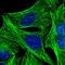 DEP Domain Containing 4 antibody, HPA039323, Atlas Antibodies, Immunofluorescence image 