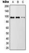 RAS P21 Protein Activator 3 antibody, LS-C353321, Lifespan Biosciences, Western Blot image 