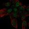 Zinc Finger Protein 232 antibody, HPA028611, Atlas Antibodies, Immunocytochemistry image 