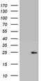 CD8 antibody, CF802376, Origene, Western Blot image 
